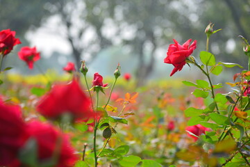 Roses around the world, rose garden