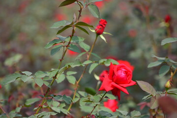 Roses around the world, rose garden