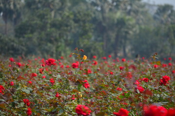 Red rose flower blooming in roses garden on background red roses flowers
