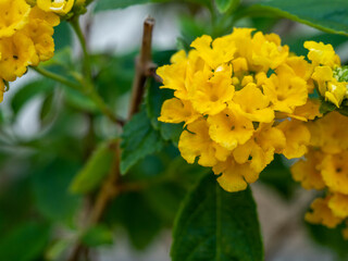 Yellow blooming bush flowers in the park