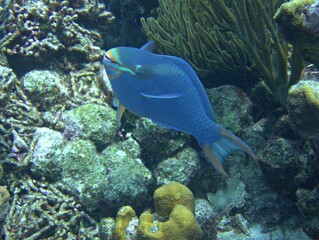 Queen Parrotfish on the Reef