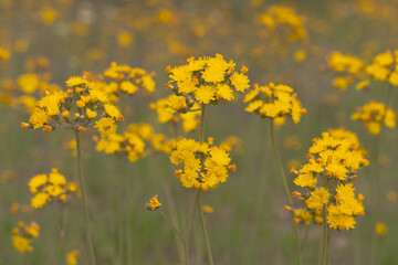 hieracium