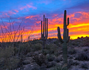 Desert Sunrise Landscape With Cactus Near Scottsdale, AZ