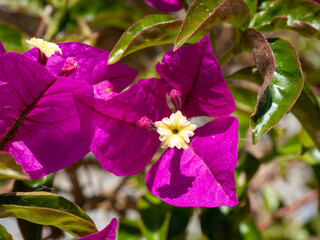 Purple bougainvillea glabra in the park.