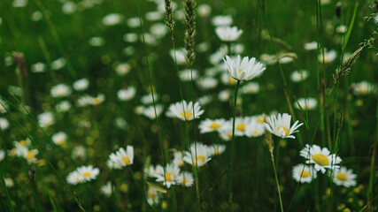 
flowers in the field meadow