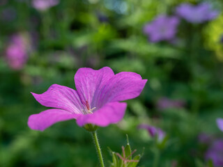 Purple geranium sanguine in the park.