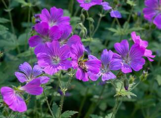 Purple geranium sanguine in the park.