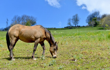 Obraz na płótnie Canvas horse grazing in a pasture in alpine mountain under blue sky