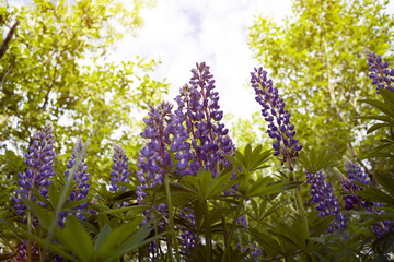 Obraz premium beautiful lilac flowers of lupines on a background of the sky. beautiful natural background.