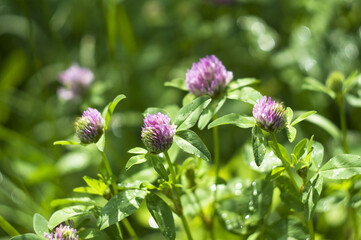 flowers of pink clover among green leaves. selective focus.