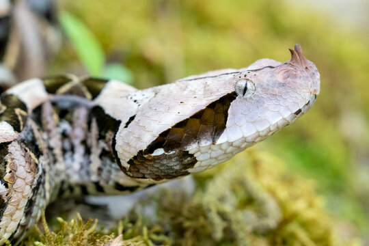 Young Gaboon Viper Snake in the Rainforest - Powered by Adobe
