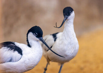 Avocets - Recurvirostra avosetta