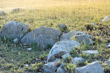 Rocas y pasto al atardecer