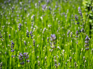 lavender in a spring meadow