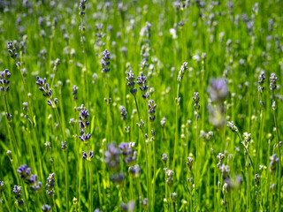 lavender in a spring meadow