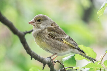 Junger Grünfink im Sonnenschein