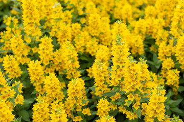 Yellow flowers verbena big glade