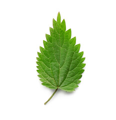 Leaf of stinging nettle isolated on white