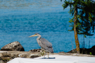 heron cendré au bord du lac de Genève