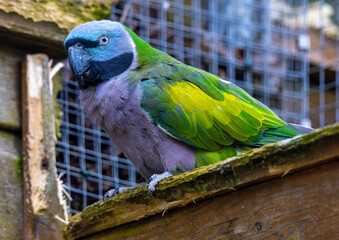 Chinese Parakeet - Psittacula derbiana