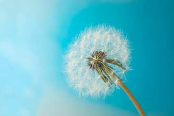 Beautiful dandelion flower on light blue background, closeup