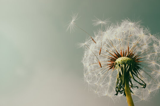 Beautiful dandelion flower on light blue background, closeup. Space for text