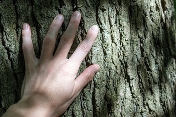 Forest bathing: a woman's hand touches the trunk of a tree with copy space 