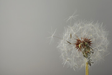 Beautiful dandelion flower on grey background. Space for text