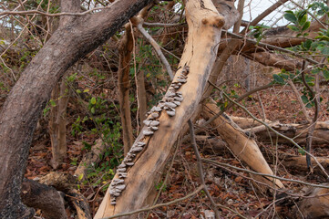 fungi growing on dead tree trunk