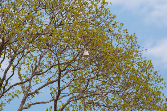 bell shaped beehive on tall tree