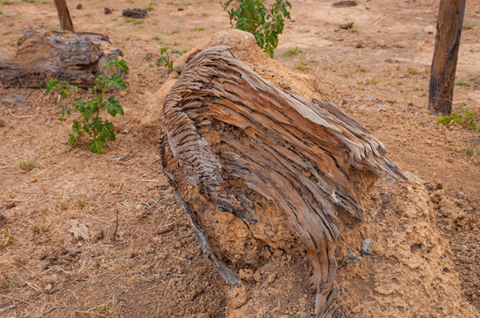 anthill and tree stomp sculpted by the weather