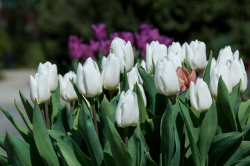 Tulip beds in the park