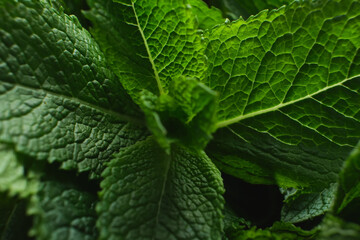 Fresh green mint close-up on a dark background.