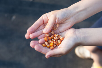 Fototapeta premium in children's palms corn seeds for planting