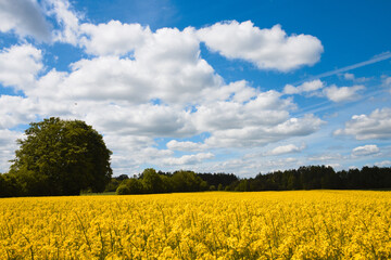 Obraz premium rapeseed field and sky