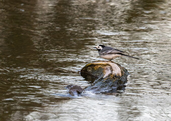 White Wagtail - Motacilla alba on the Zenn River