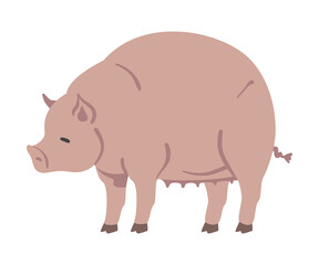 Cute Pig Farm Animal, Livestock Cartoon Vector Illustration