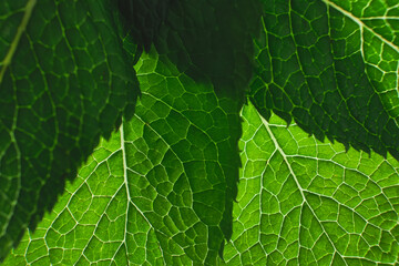 Single green leaf , close up macro background