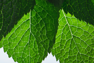 Single green leaf , close up macro background