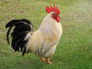 White-yellow rooster with black tail on a background of green grass