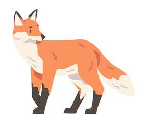 Red Fox, Wild Predator Forest Mammal Animal Cartoon Vector Illustration