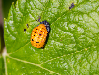 Cocoon of the seven-point Ladybug.
 Ladybugs have several stages of development: egg, face, pupa, imago. The larva attached to the leaf sheds its skin and forms an adult insect.