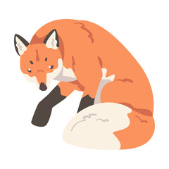 Red Sitting Fox, Wild Predator Forest Mammal Animal Cartoon Vector Illustration