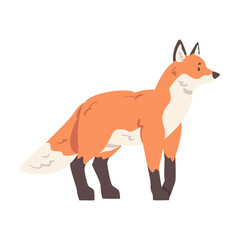 Red Fox, Wild Forest Animal Cartoon Vector Illustration on White Background