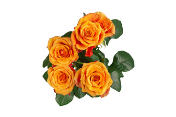 Obraz premium Orange rose isolated on a white background.