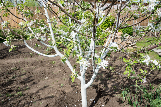 White-washed trunk of an Apple tree in the garden. Protection of trees from pests.