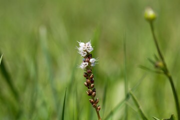 Alpine bistort, Bistorta vivipara