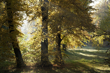 October morning in the park, linden trees on the lawn