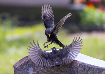 Blackbird - Turdus merula