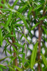 close up of growing rosemary